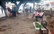 “天价”鸡枞调查：最贵卖到1800元/公斤！雨水少致产量低，多地价高客少