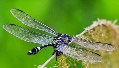 什么是天命?什么是率性?什么是道?什么是中和?什么是天地位?