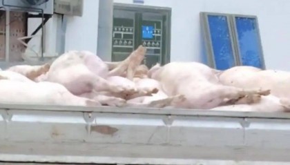 广东一肉联公司门口堆满死猪，官方：7人被控制