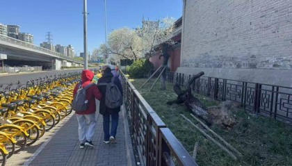 大风吹倒雍和宫外白碧桃,园林部门称将移植到苗圃救治