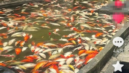 重庆观音桥步行街观光鱼突然大量死亡，死鱼装满三十余编织袋 警方：正在调查