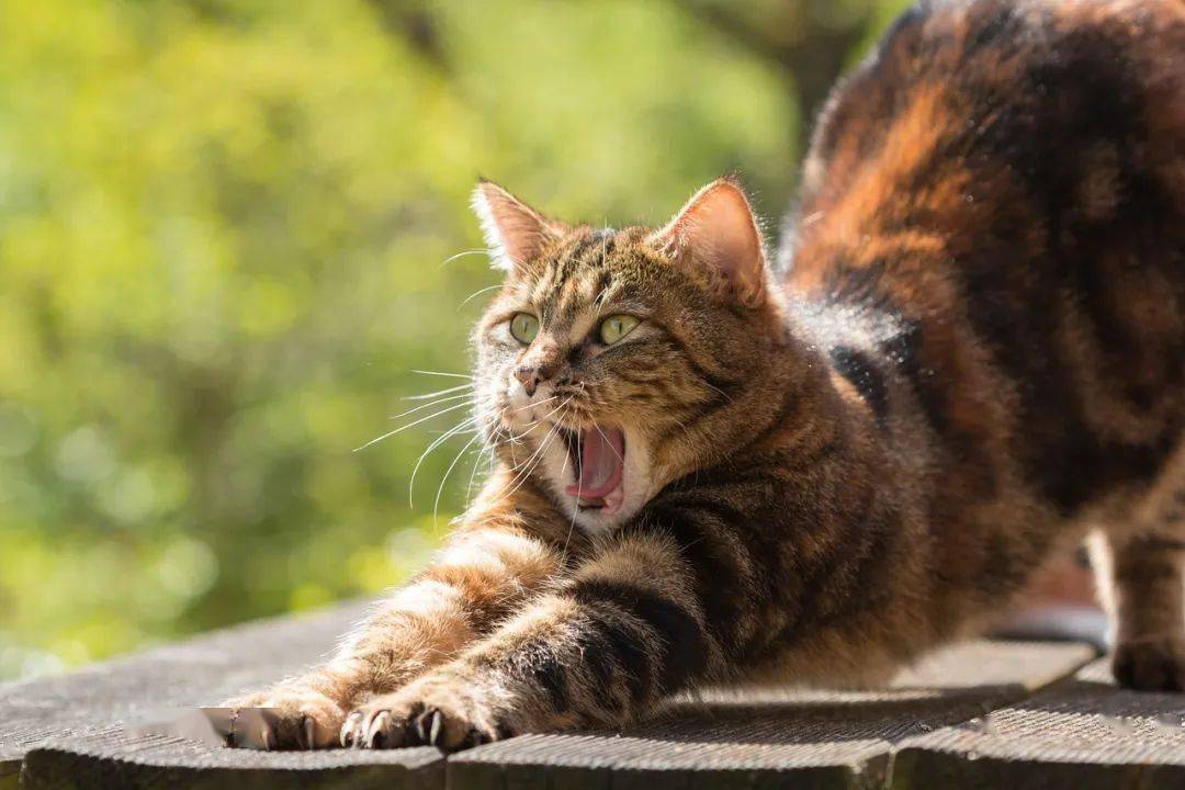 这个国家，对猫宣战