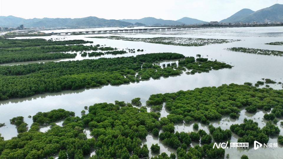 总量最大、数额最高！广东完成全国首宗红树林碳汇开发权交易