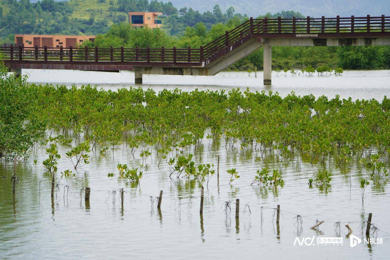 总量最大、数额最高！广东完成全国首宗红树林碳汇开发权交易