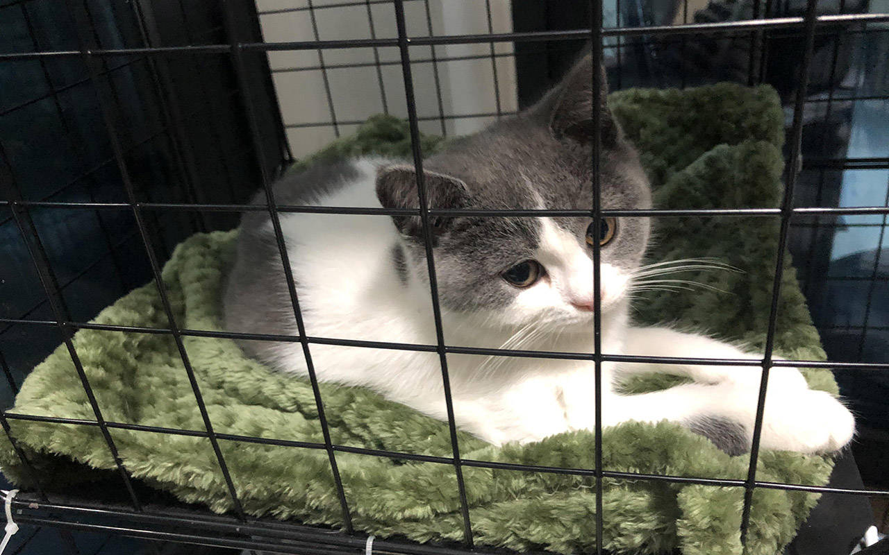 免费领养猫的真相：竟是贷款买猫，网友：“免费领养”并不免费！