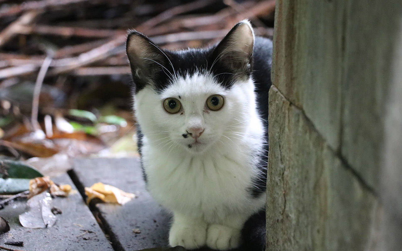 免费领养猫的真相：竟是贷款买猫，网友：“免费领养”并不免费！